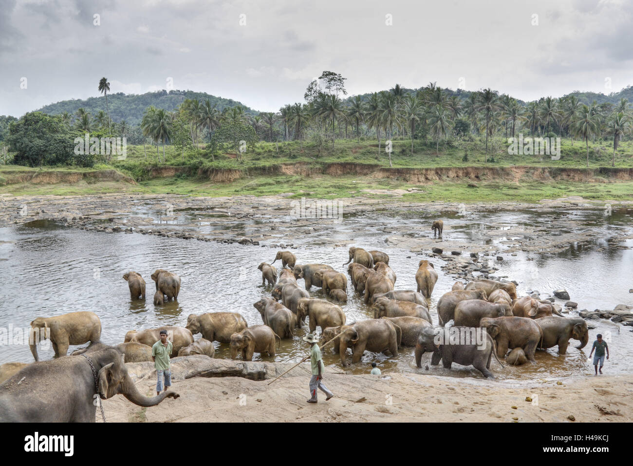 Sri Lanka, Pinnawalla, elephant herd, river, Stock Photo