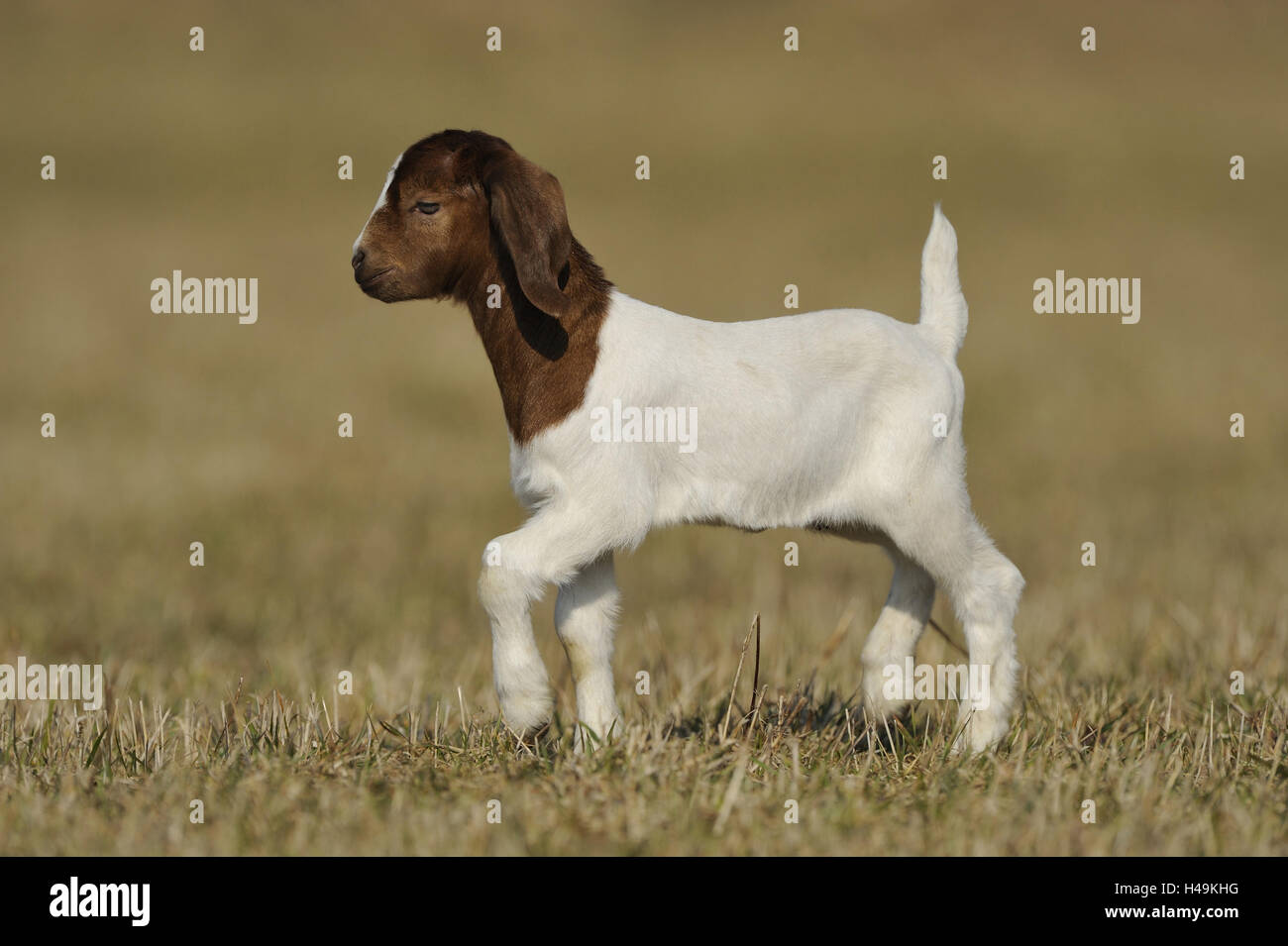 Boer goat, kid, Stock Photo