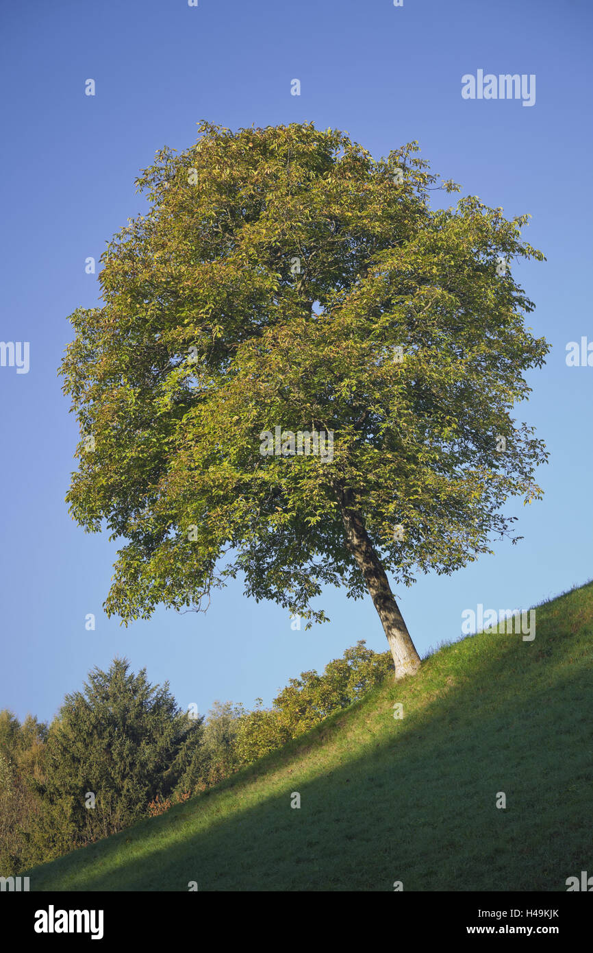 Austria, Tyrol, Inntal, Oberperfuss, mountain pasture, tree, Stock Photo