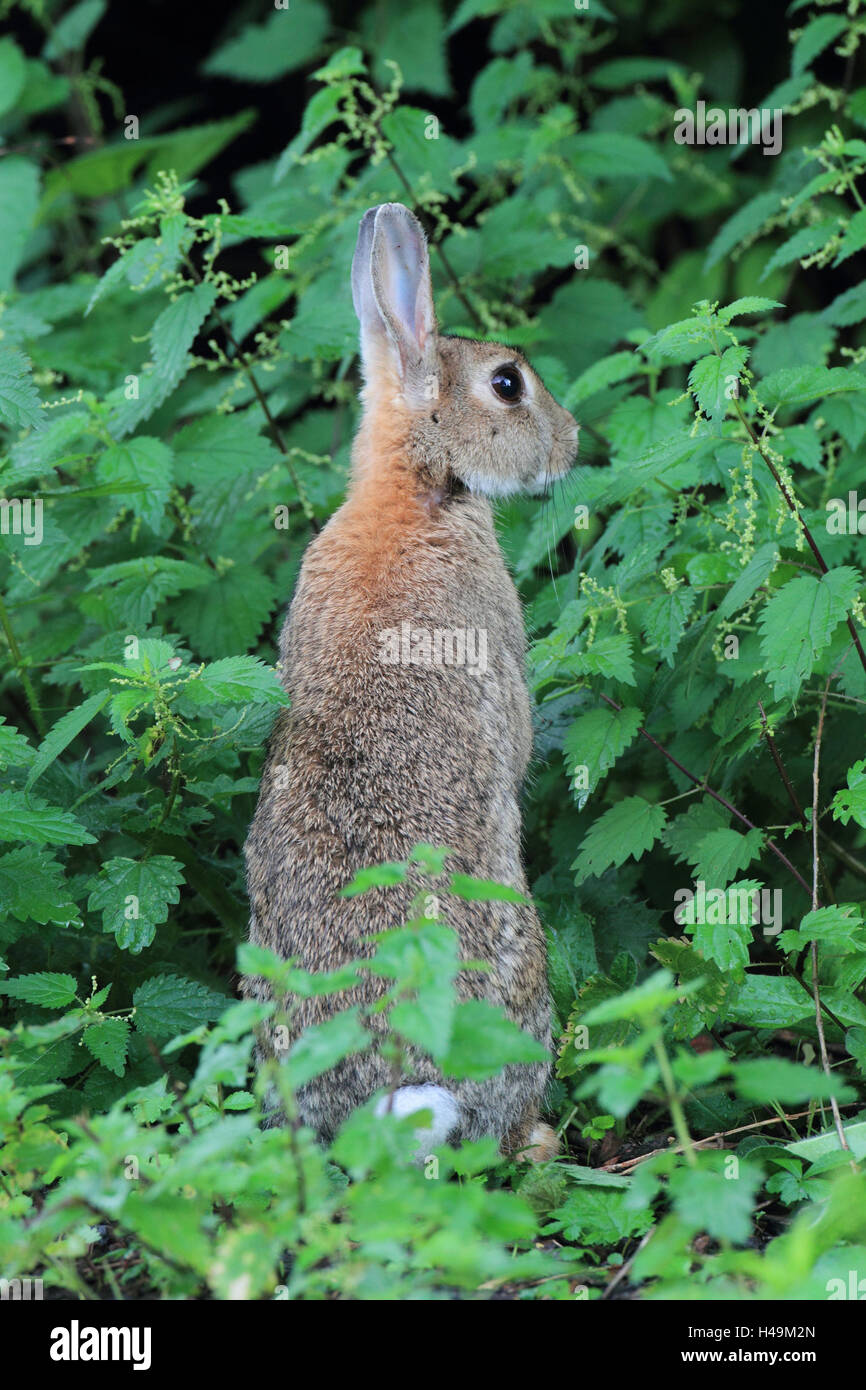 Wild rabbits, ears, point, watchfully, mammal, wild animal, animal ...