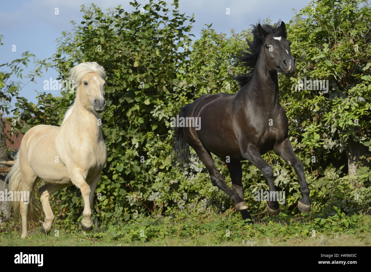 Horses, Arabo-Haflinger, Icelanders, meadow, at the side, gallop, Stock Photo