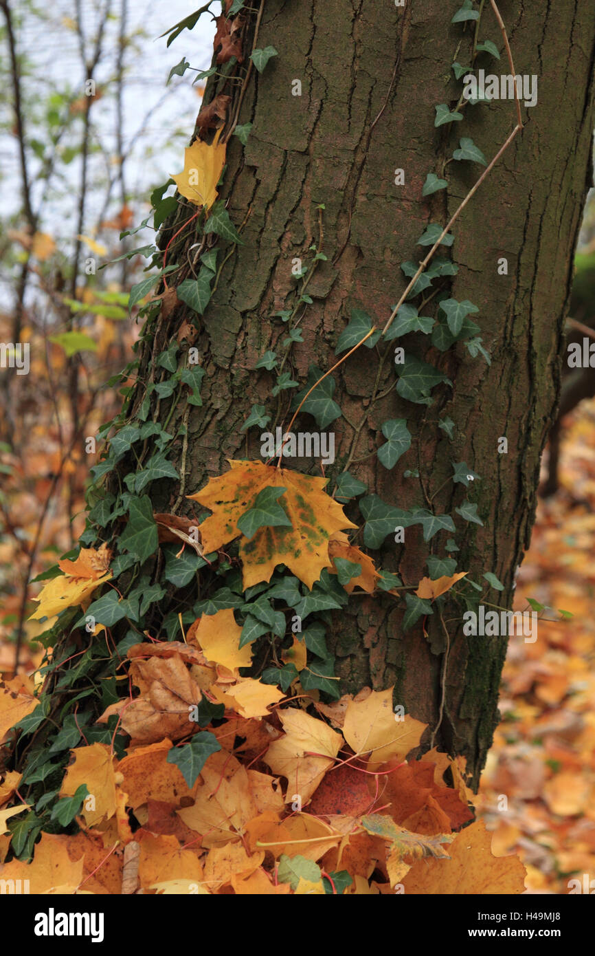 Meadow scenery in autumn, trunk, ivy, leaves Stock Photo Alamy