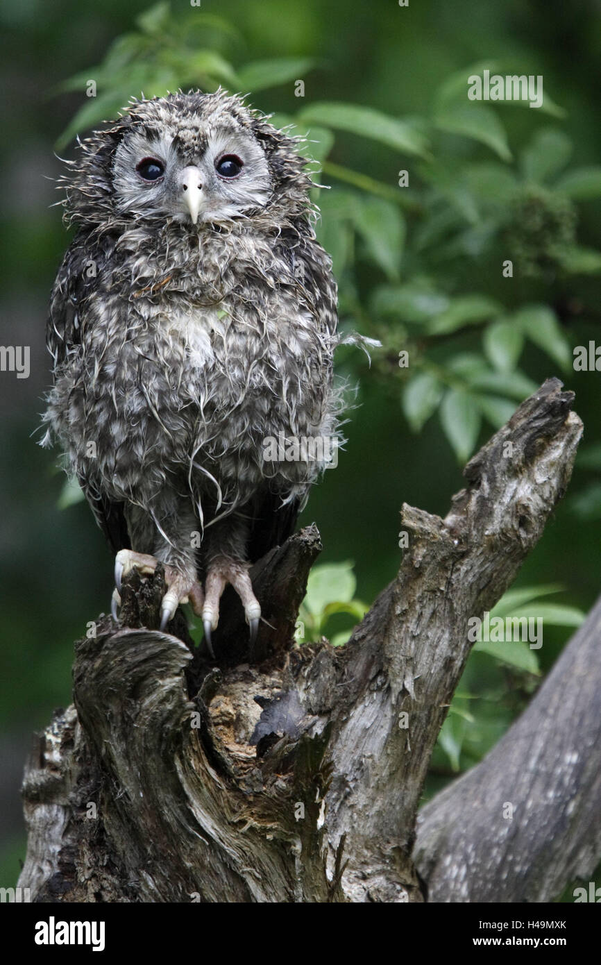Ural owl, Strix uralensis, young animal, Stock Photo
