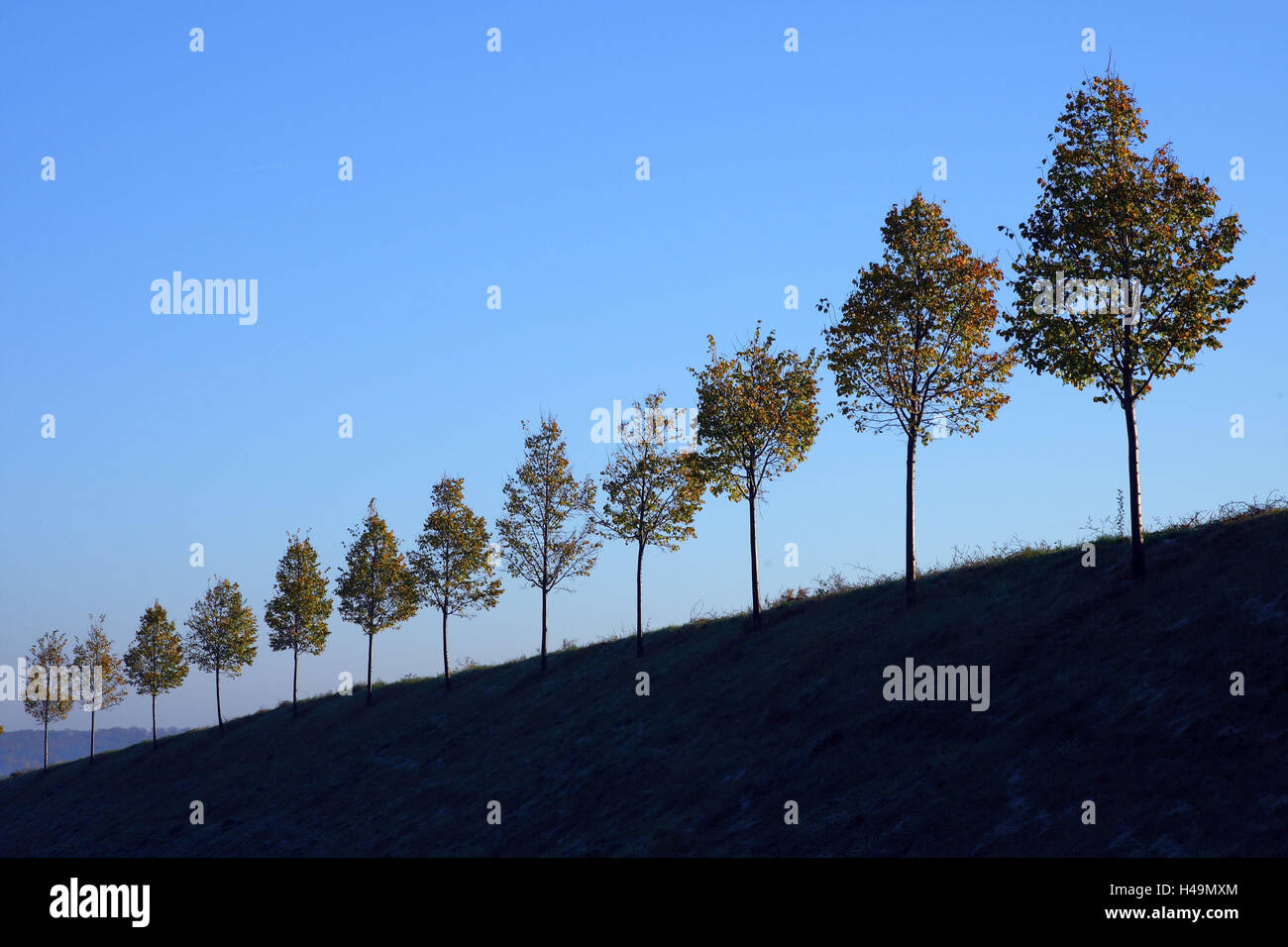 Hills, tree row, autumn, Stock Photo
