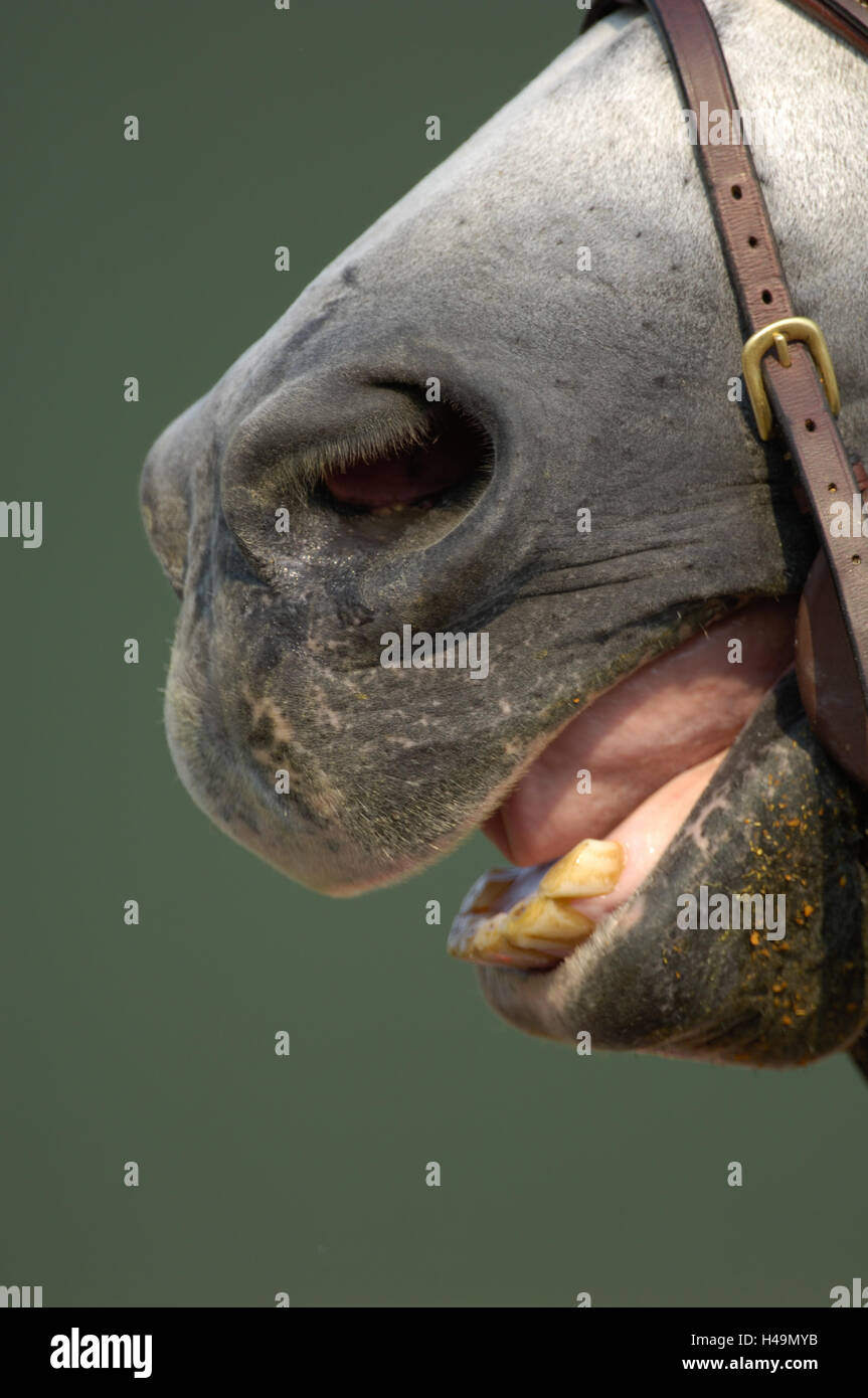 Horses mouth bit hires stock photography and images Alamy