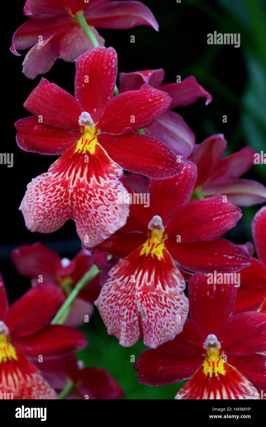 Orchid blossom, Burrageara Hybrid 'Nelly Isler', Stock Photo