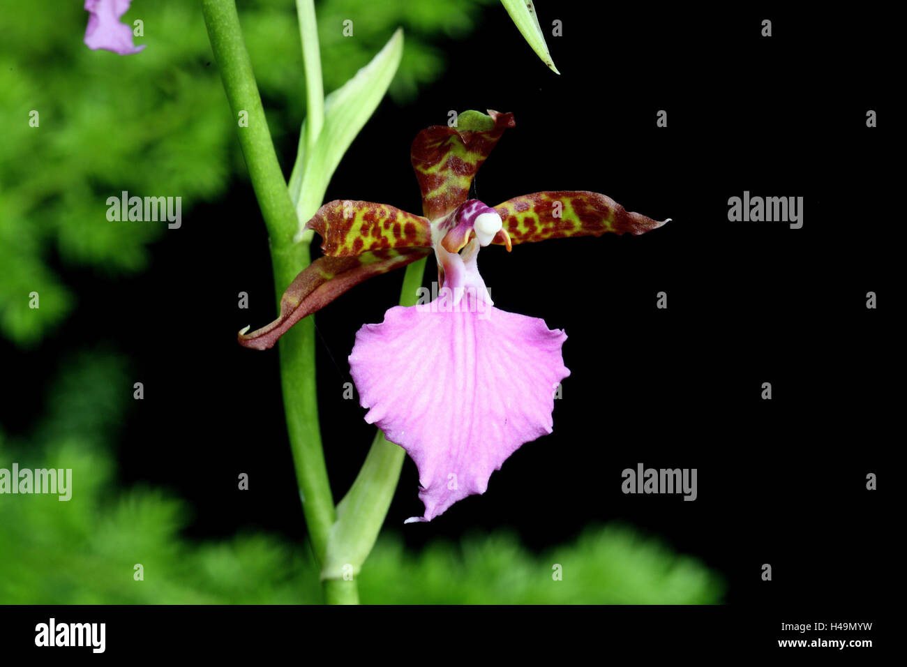 Orchid blossom, Odontoglossum bictoniensis, Stock Photo