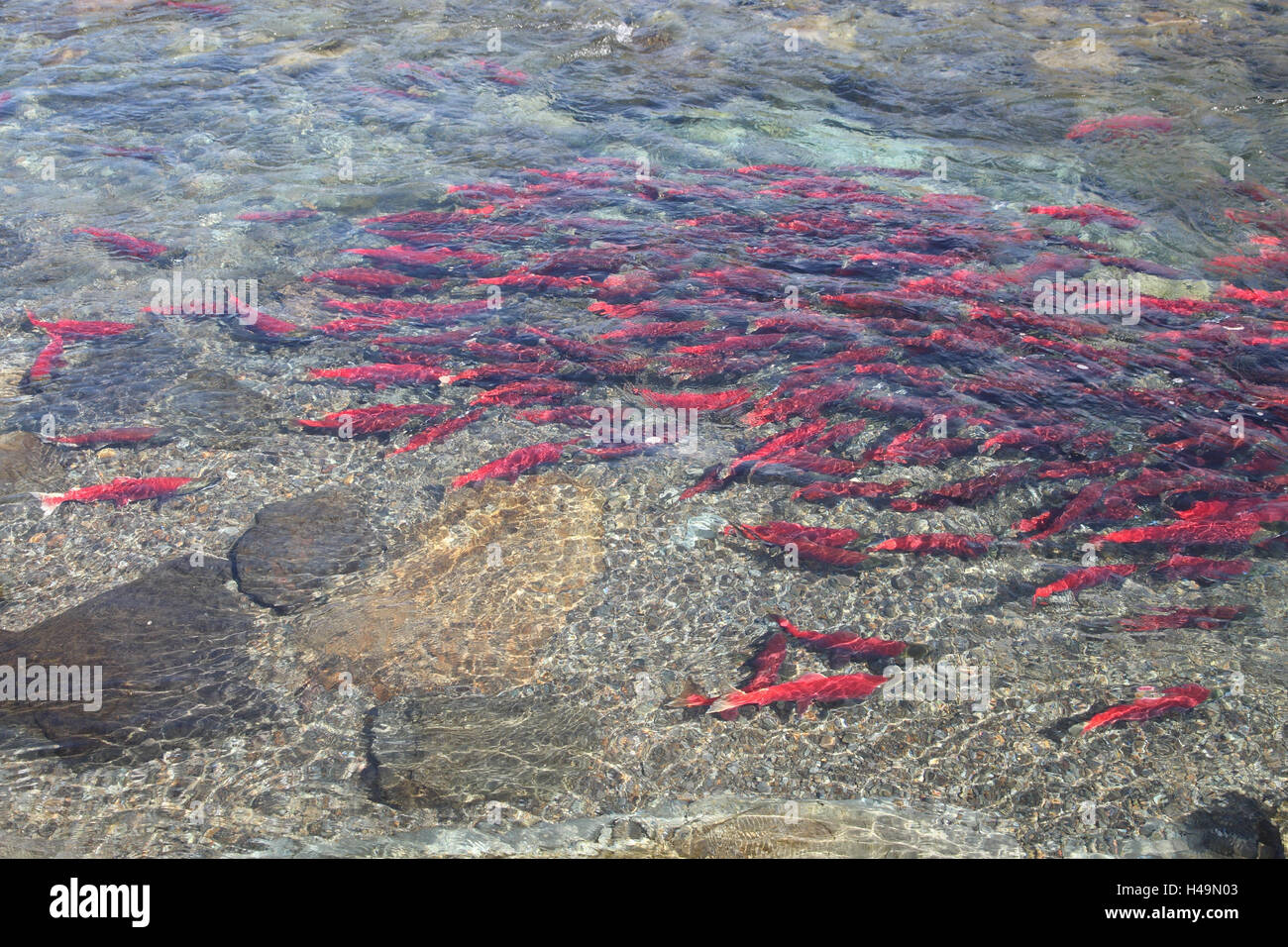 Alaska, flux, salmons, Stock Photo