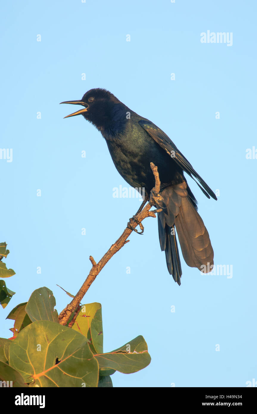 Boattailed Grackle (Florida race) (Quiscalus major), Arthur R