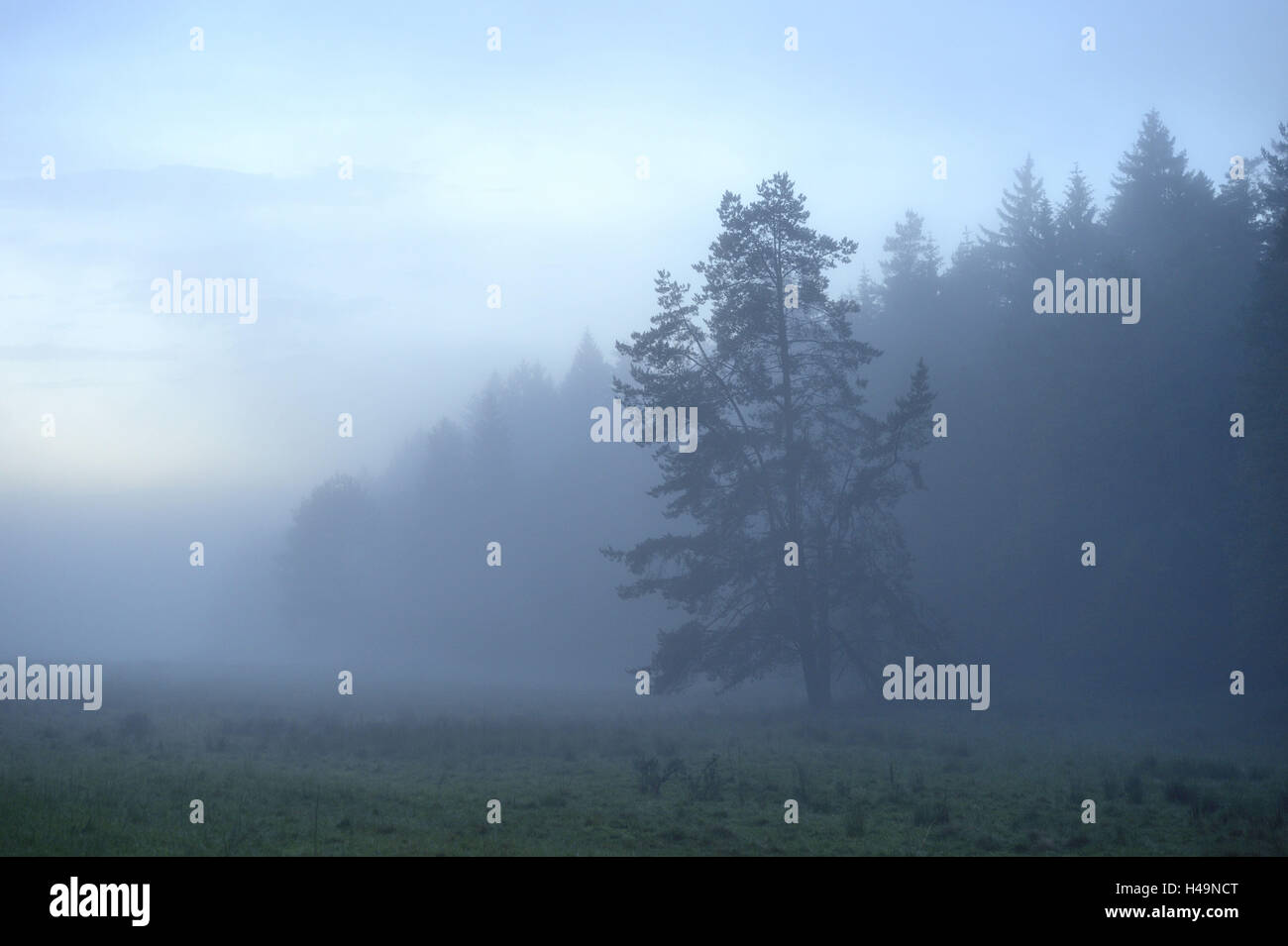 Scenery, fog, Scots pine, Pinus sylvestris, Upper Palatinate, Bavaria, Germany, Stock Photo