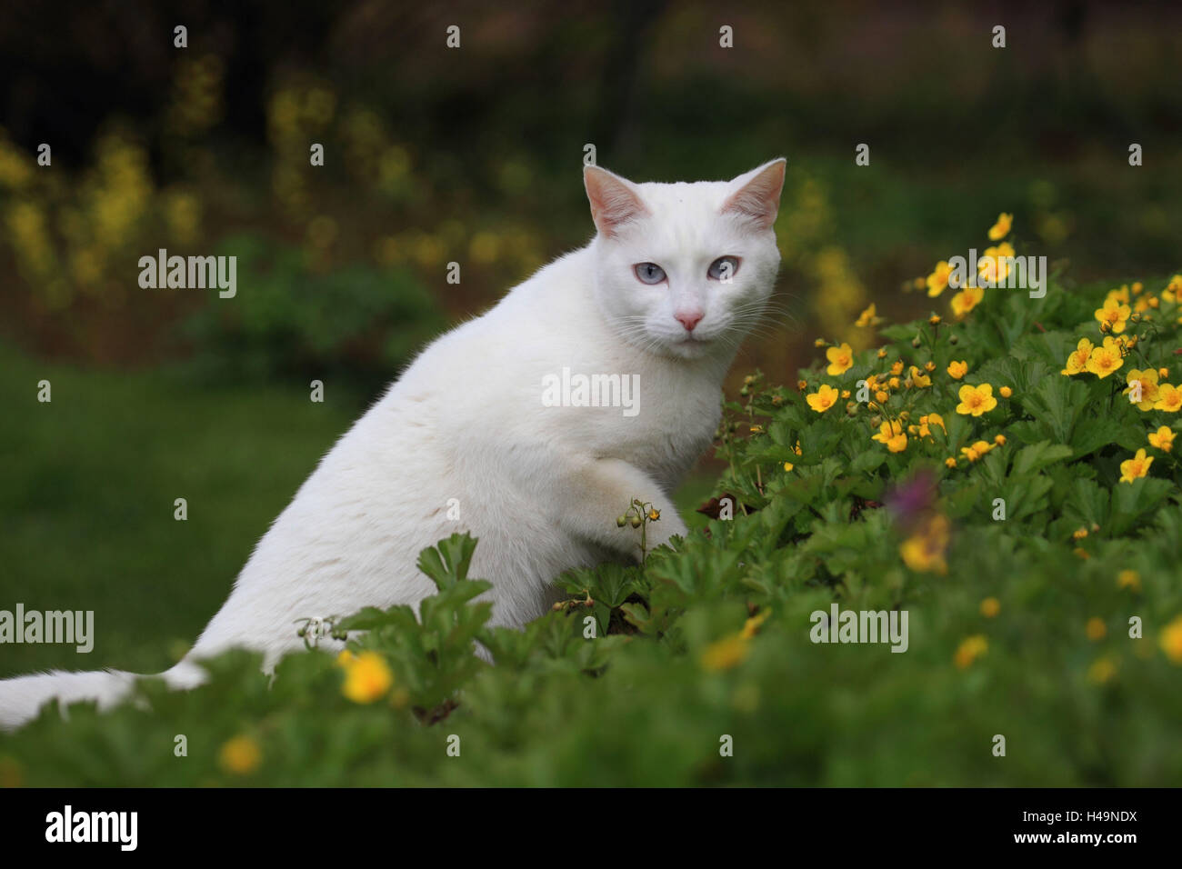 House cat in the garden Stock Photo - Alamy