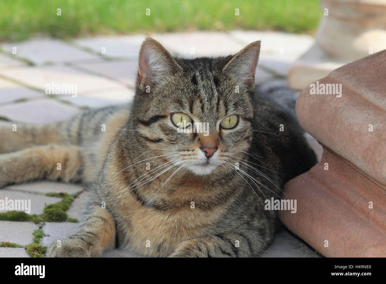 House cat in the garden Stock Photo - Alamy