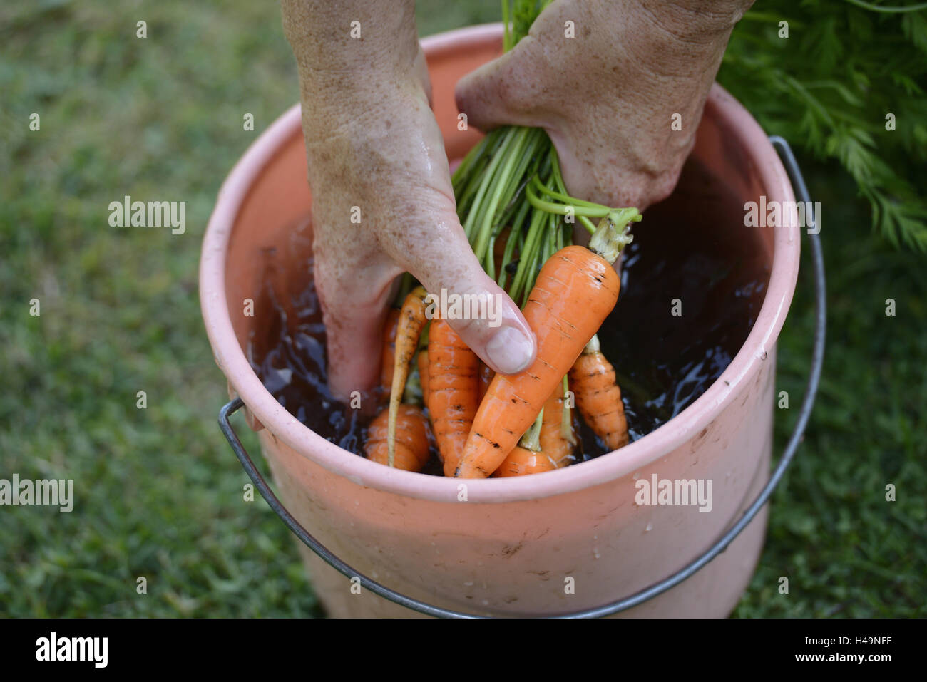 Carrots, Daucus carota subsp. sativus, allotment garden, harvest, Stock Photo