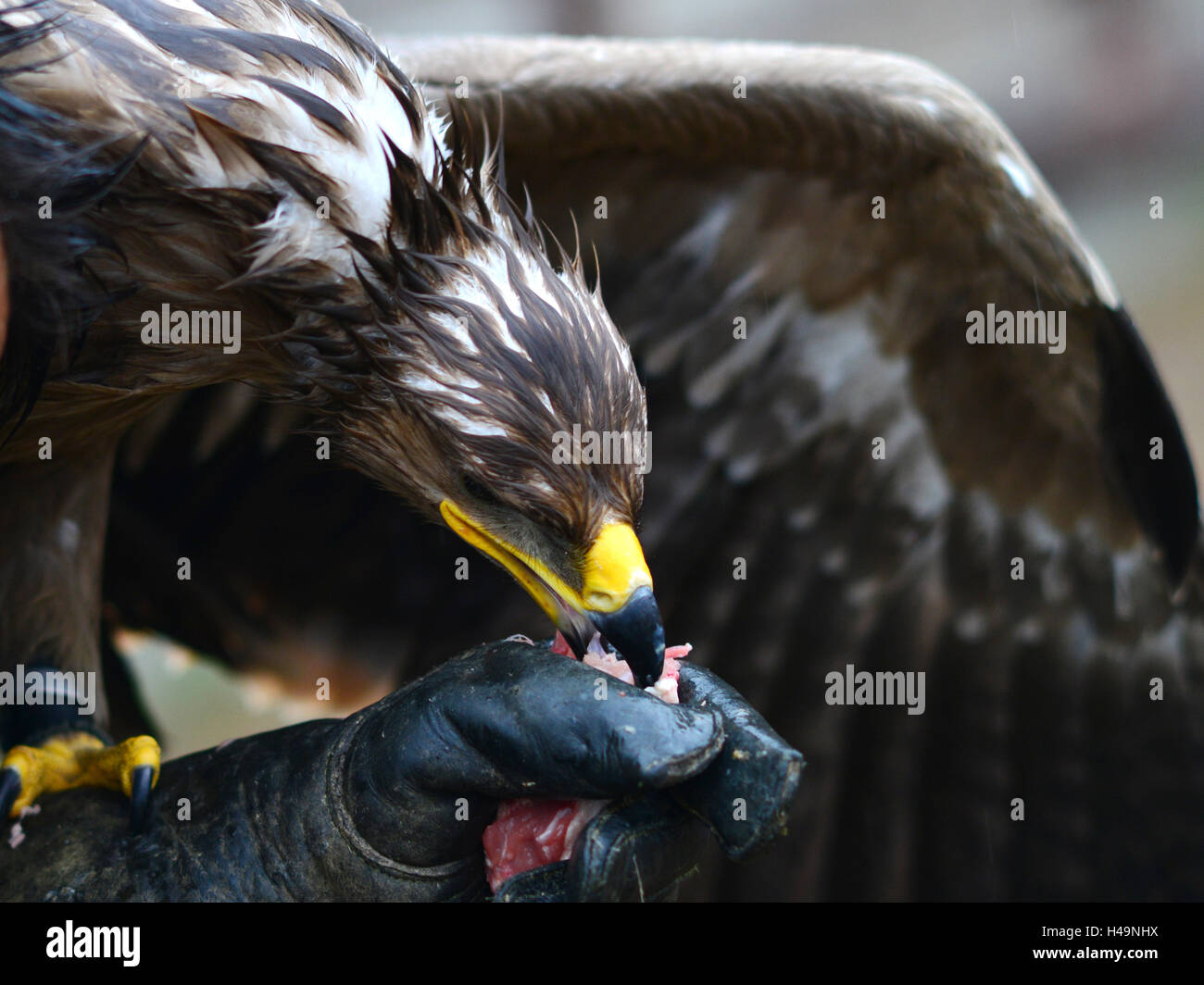 hawk eating flesh from bird fancier hand Stock Photo