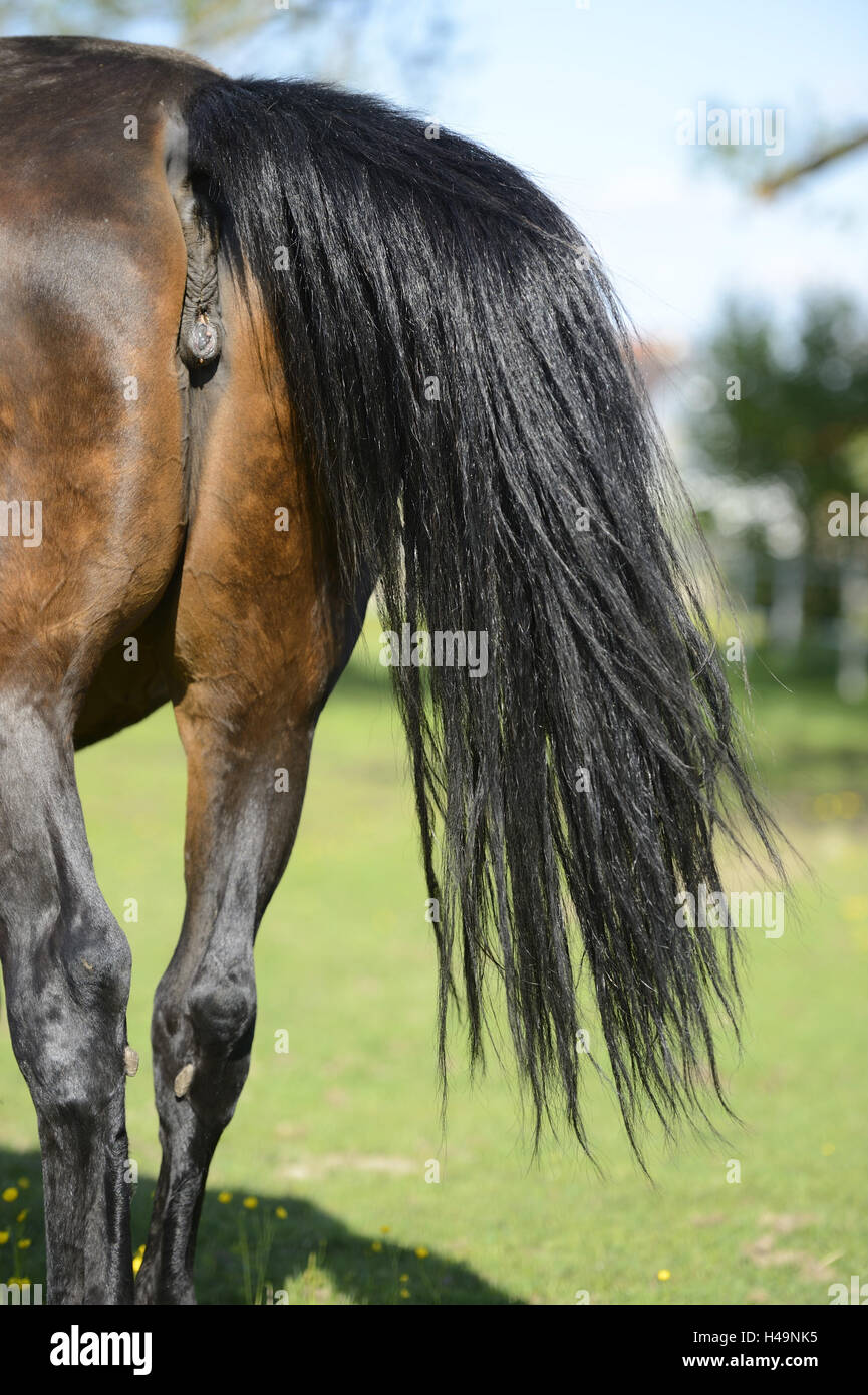 Horse, tail, back view, detail Stock Photo Alamy