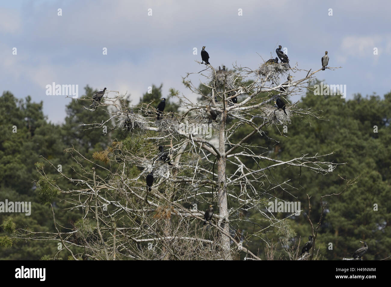 Cormorants, Phalacrocorax carbo, nests, tree, sitting, colony Stock ...