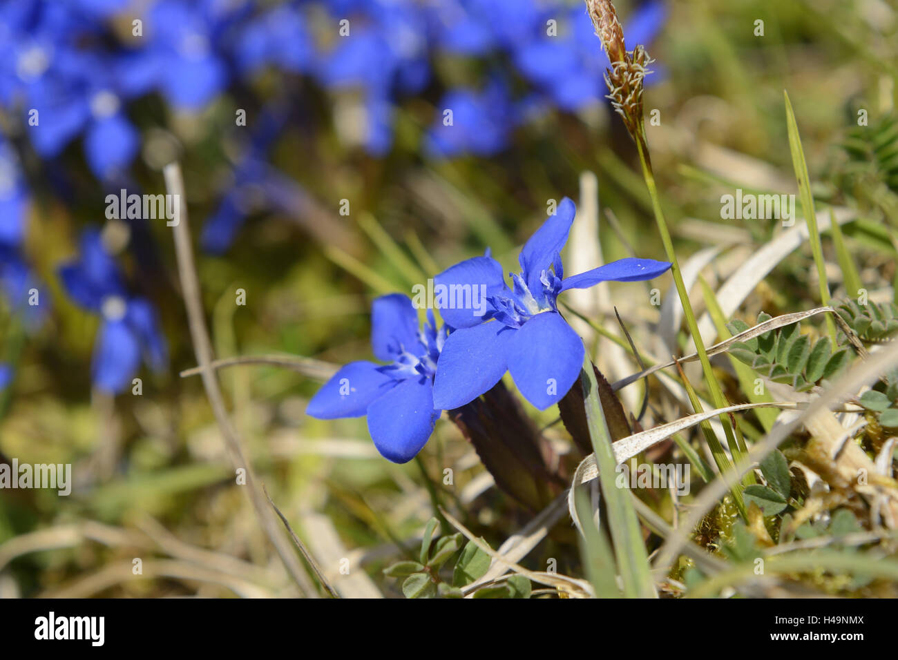 Spring gentian, Gentiana verna, blossom, Stock Photo