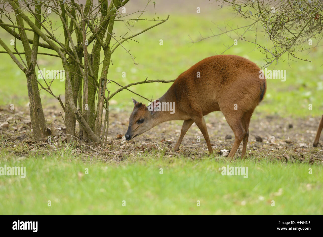 Rotducker, Cephalophus natalensis, at the side, stand, Stock Photo