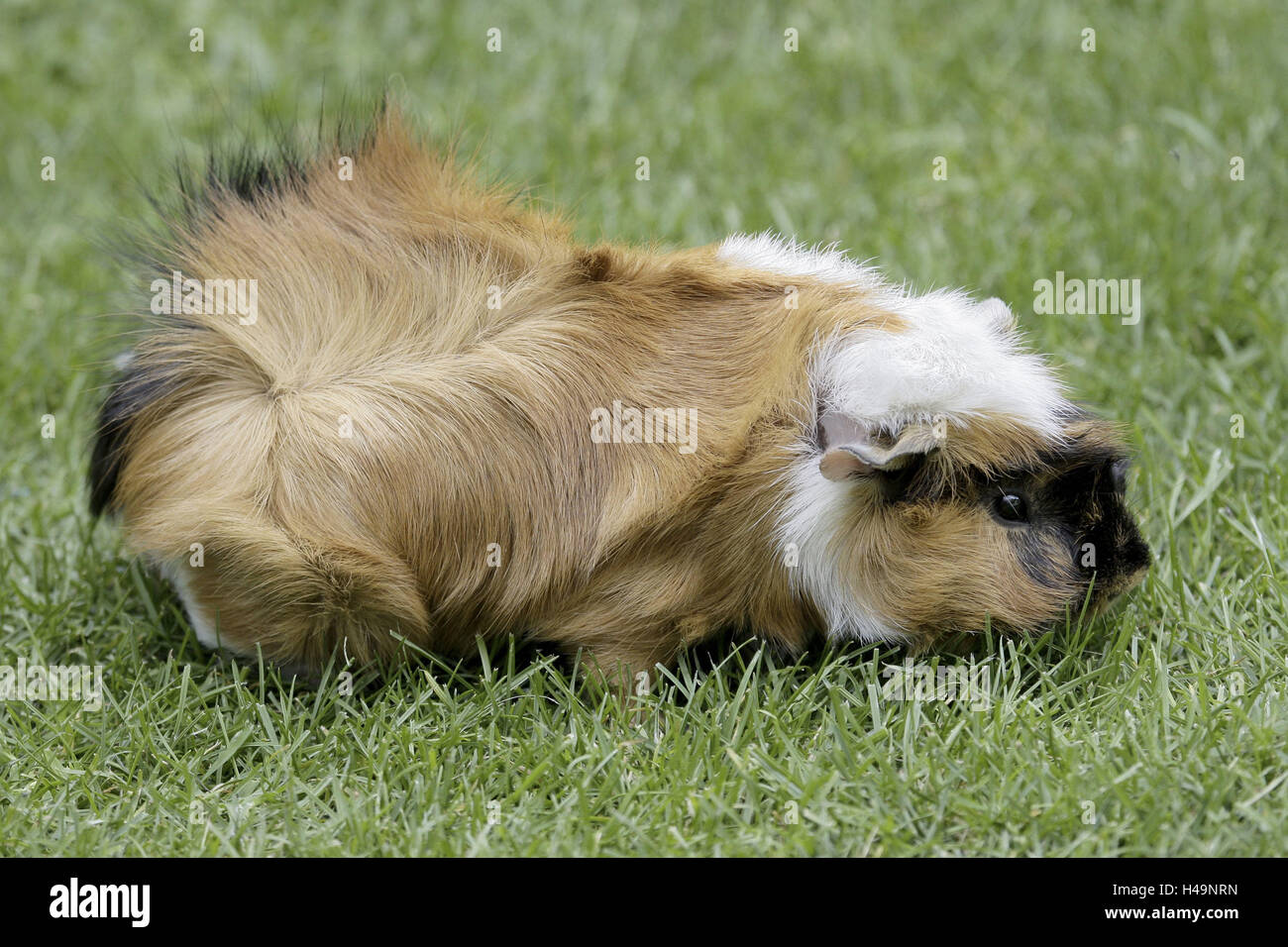 Guinea pig meadow hi-res stock photography and images - Alamy - Guinea Pig Choosing Safe Plants Near Aspalathus Linearis