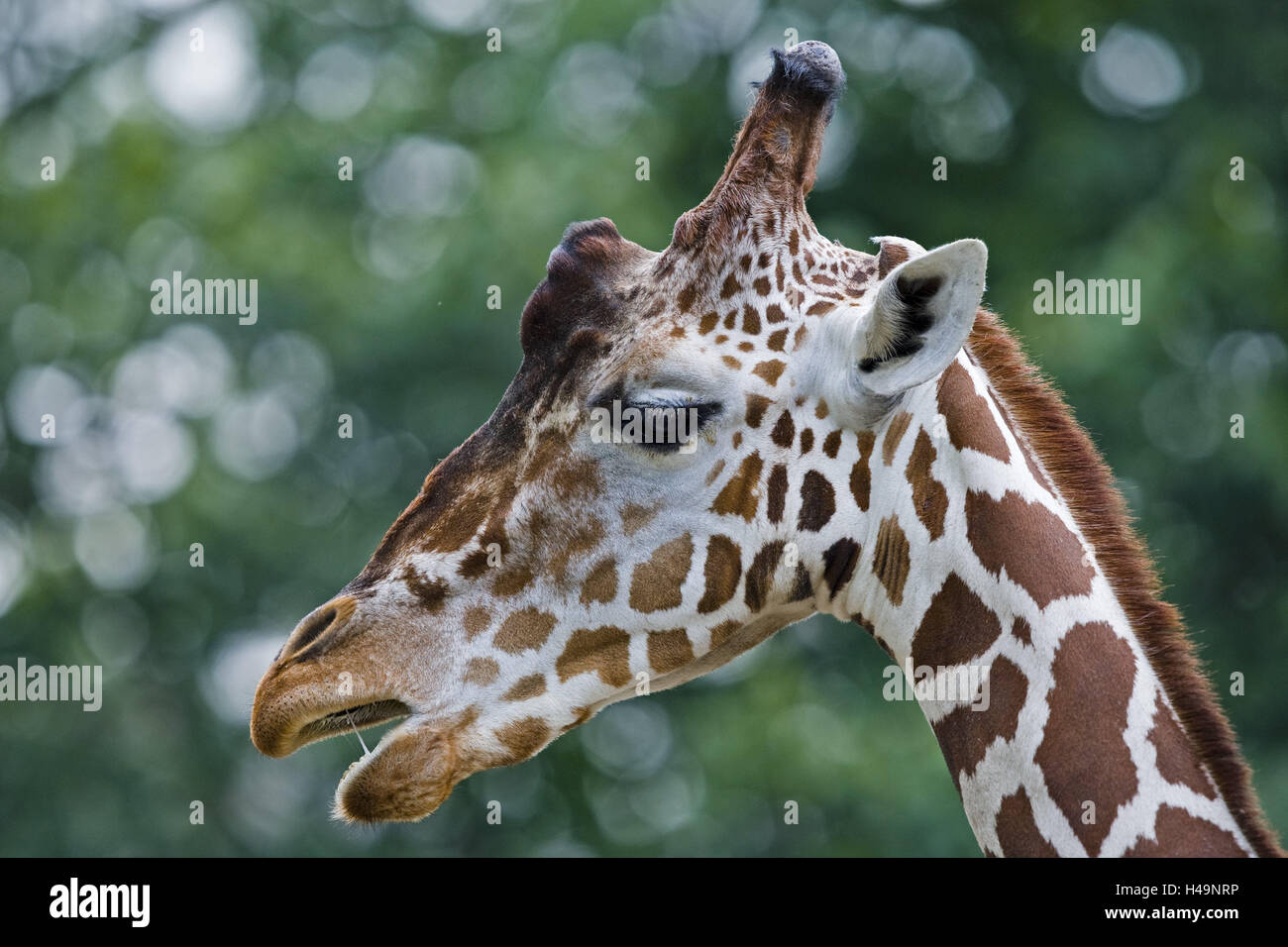 Network giraffe, Giraffa camelopardalis reticulata, tread, wild animal, animal, mammal, cloven-hoofed animal, long neck giraffe, giraffe, individually, fur, sample, animal portrait, zoo animal, zoo, captivity, chew, Stock Photo