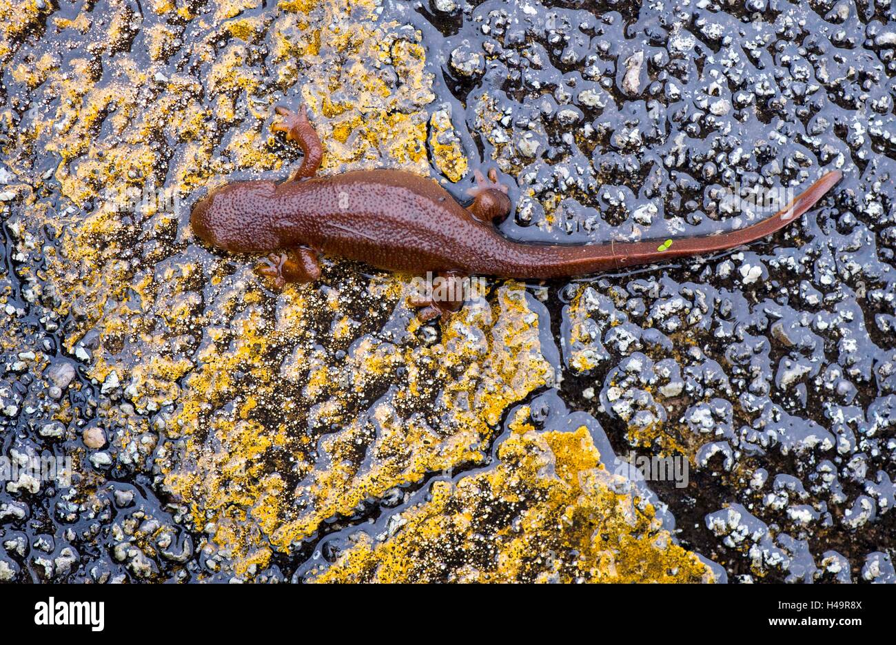Rough skinned newt hires stock photography and images Alamy