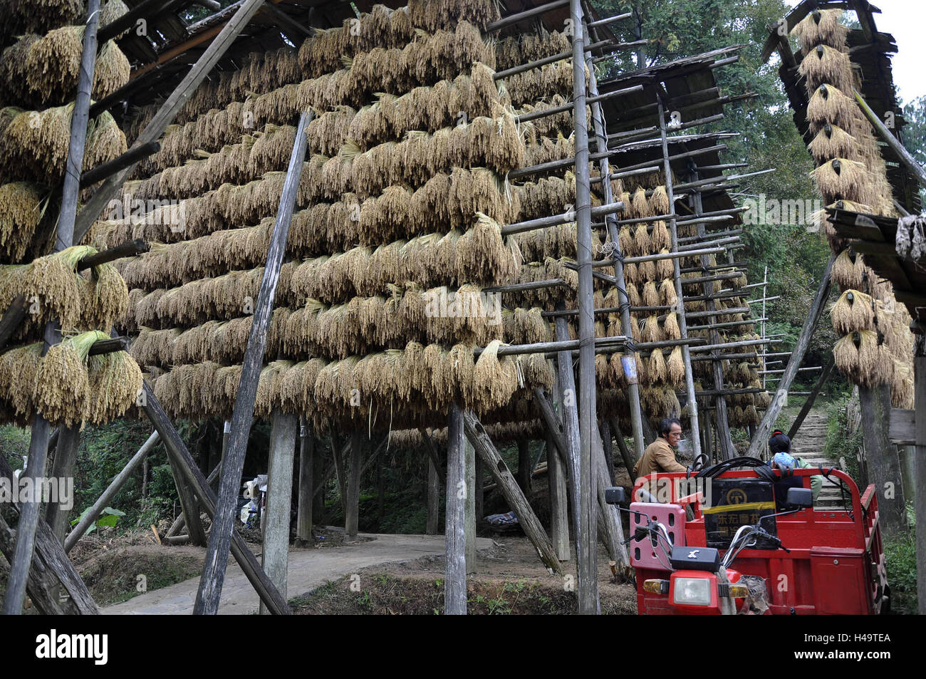 Guizhou, China. 13th Oct, 2016. Kam sweet rice aired in a village in ...