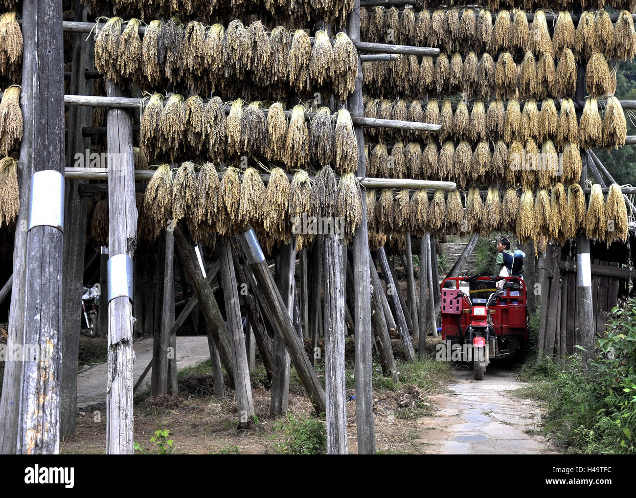 Guizhou, China. 13th Oct, 2016. Kam sweet rice aired in a village in ...