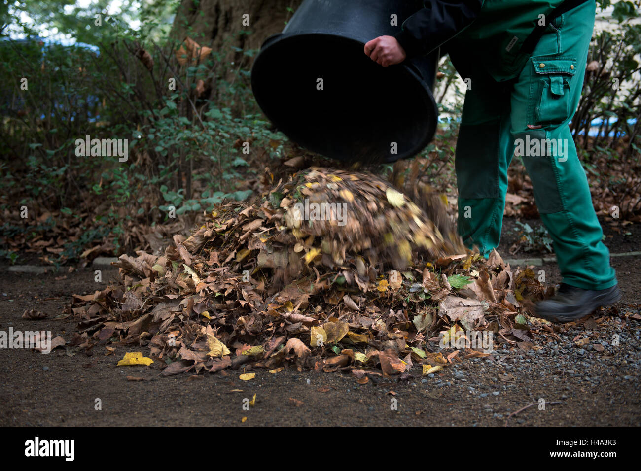 Dresden, Germany. 11th Oct, 2016. An employee of the St. Josef - CSW-Christliches Sozialwerk gemeinnuetzige GmbH gathering leaves at the Zwingerpark in Dresden, Germany, 11 October 2016. The colourful leaves mean a lot of additional work, especially for the Saxonian municipalities. PHOTO: ARNO BURGI/dpa/Alamy Live News Stock Photo