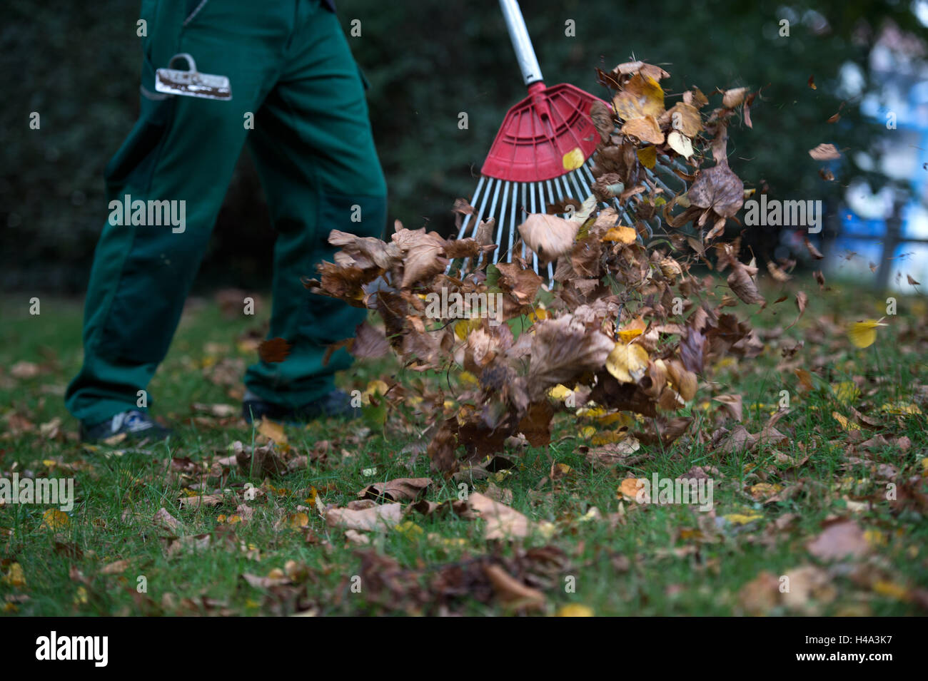 Dresden, Germany. 11th Oct, 2016. An employee of the St. Josef - CSW-Christliches Sozialwerk gemeinnuetzige GmbH raking leaves at the Zwingerpark in Dresden, Germany, 11 October 2016. The colourful leaves mean a lot of additional work, especially for the Saxonian municipalities. PHOTO: ARNO BURGI/dpa/Alamy Live News Stock Photo