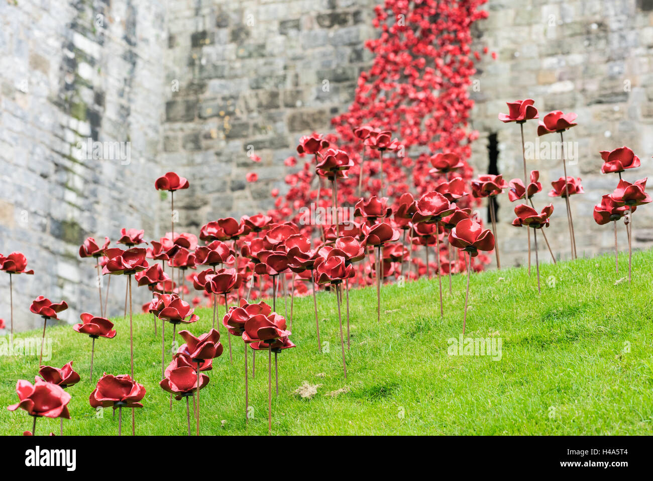 Caernarfon, Wales, 14th October, 2016.  The Weeping Window poppies display from the installation ‘Blood Swept Lands and Seas of Red’ at Caernarfon Castle Credit:  Fotan/Alamy Live News Stock Photo