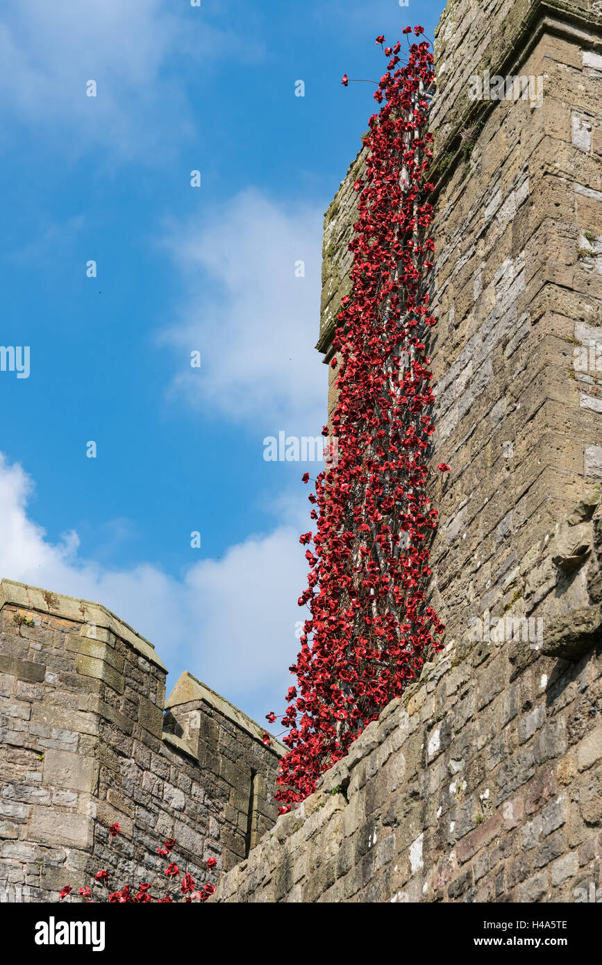 Caernarfon, Wales, 14th October, 2016.  The Weeping Window poppies display from the installation ‘Blood Swept Lands and Seas of Red’ at Caernarfon Castle Credit:  Fotan/Alamy Live News Stock Photo