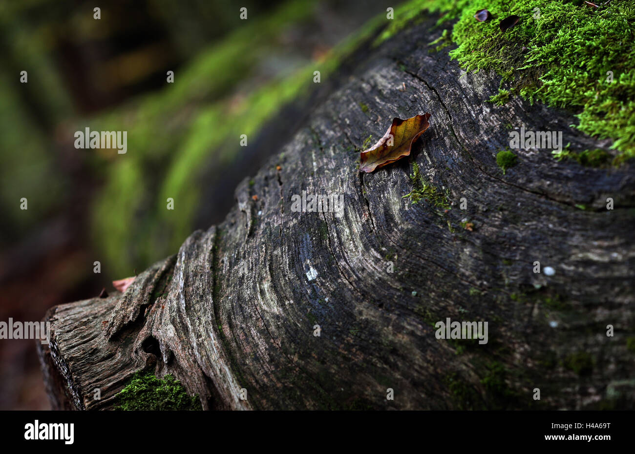 Rohrbrunn, Germany. 14th Oct, 2016. Autumn leaves lie on a rotten tree trunk in the Spessart near Rohrbrunn, Germany, 14 October 2016. PHOTO: KARL-JOSEF HILDENBRAND/dpa/Alamy Live News Stock Photo