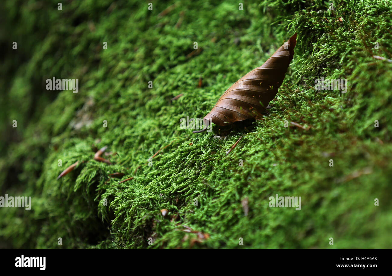 Rohrbrunn, Germany. 14th Oct, 2016. An autumn leaf lies on a tree trunk covered in moss in the Spessart near Rohrbrunn, Germany, 14 October 2016. PHOTO: KARL-JOSEF HILDENBRAND/dpa/Alamy Live News Stock Photo