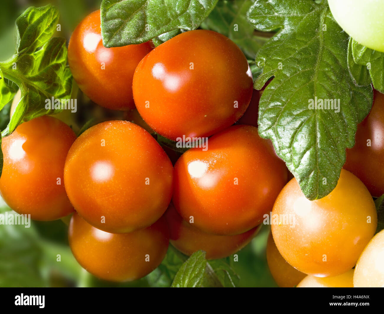 Tomato shrub, Solanum lycopersicum L., leaves, fruits, Stock Photo