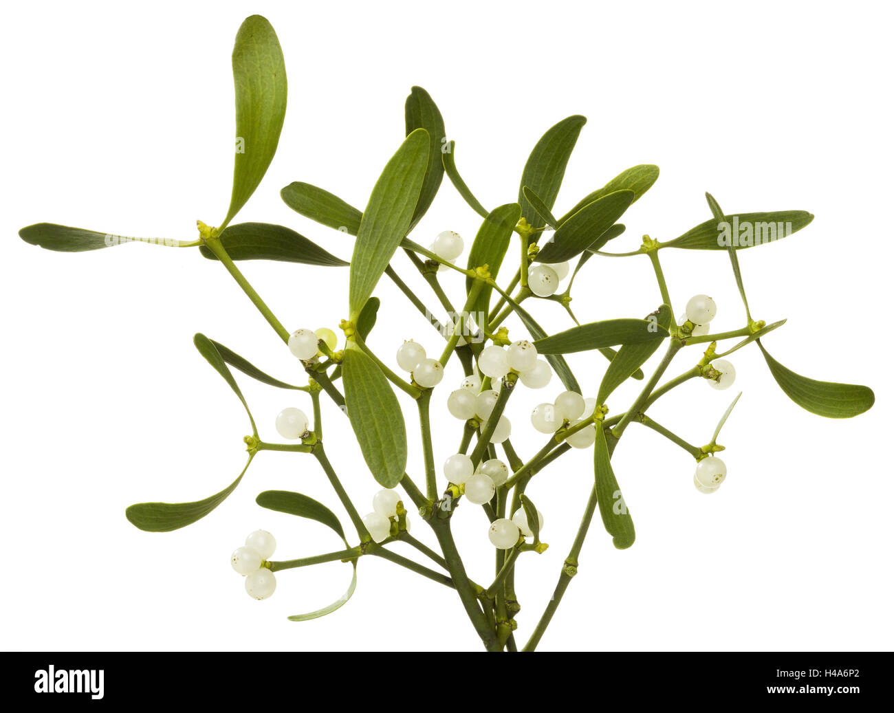 Hardwood mistletoe, Viscum album, sprigs mistletoe Stock Photo Alamy