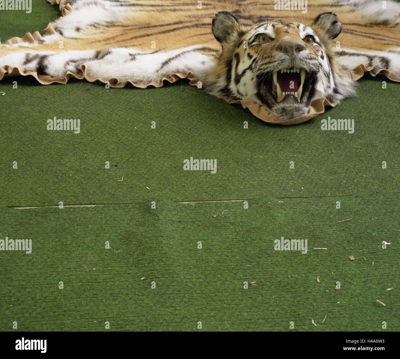 Dead tiger hires stock photography and images Alamy