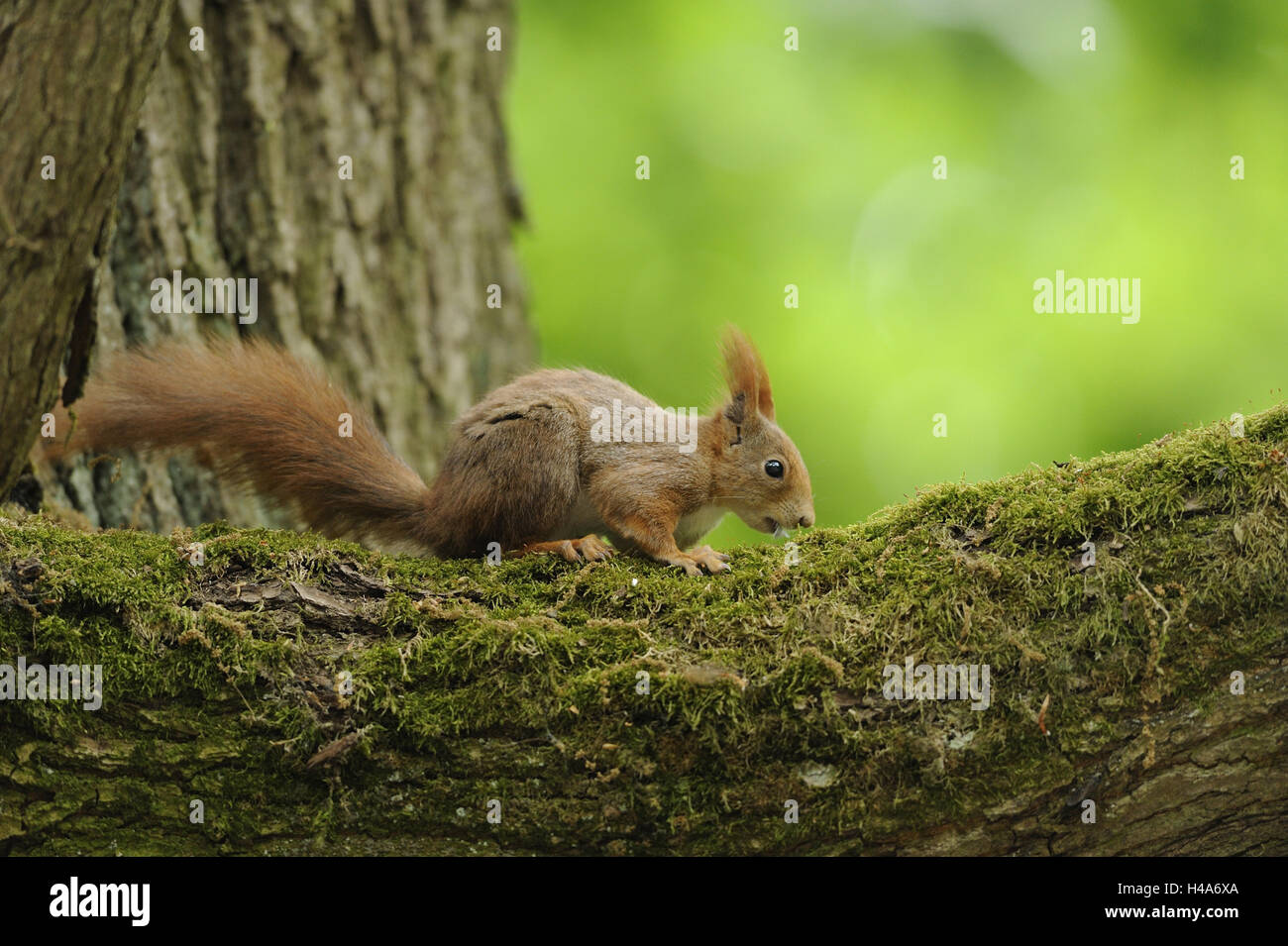 Central European squirrel, Sciurus vulgaris fuscoater, Stock Photo