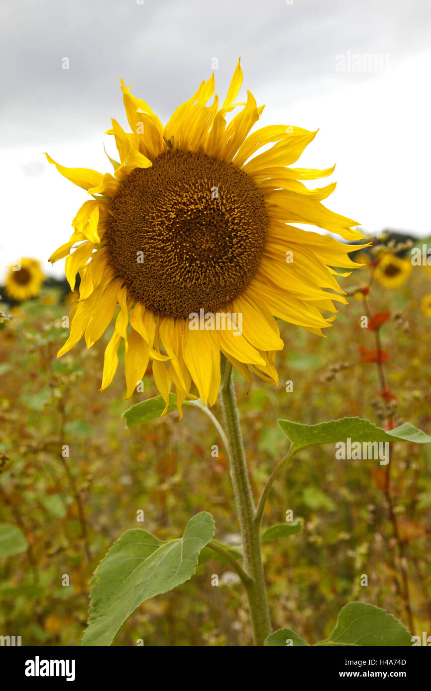 Sunflower, nature, field, agriculture Stock Photo - Alamy