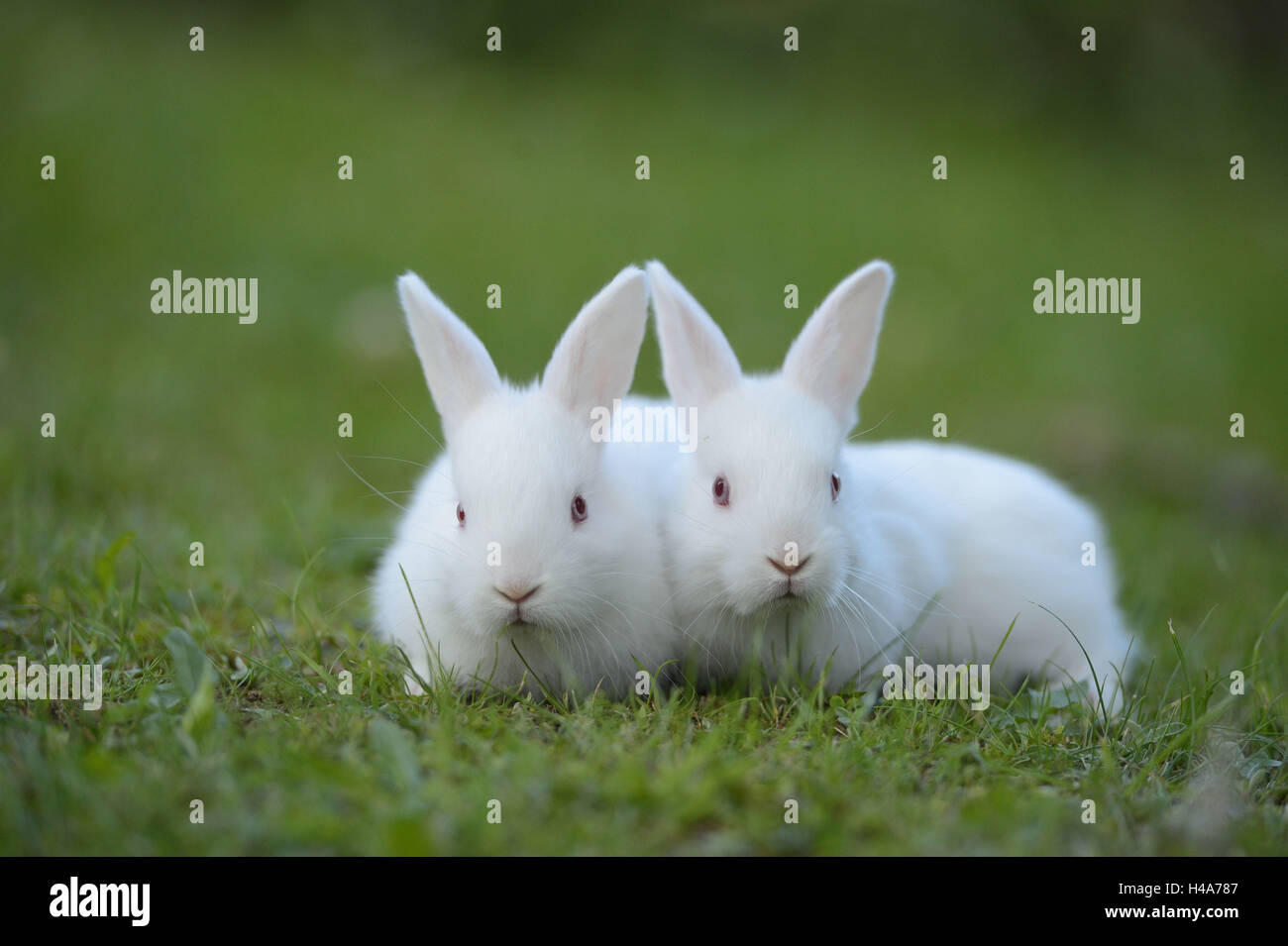 Domestic rabbits, young animals, white, meadow, front view, sitting ...
