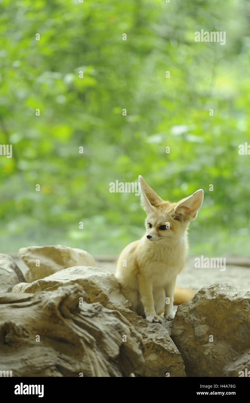 Desert fox hi-res stock photography and images - Alamy