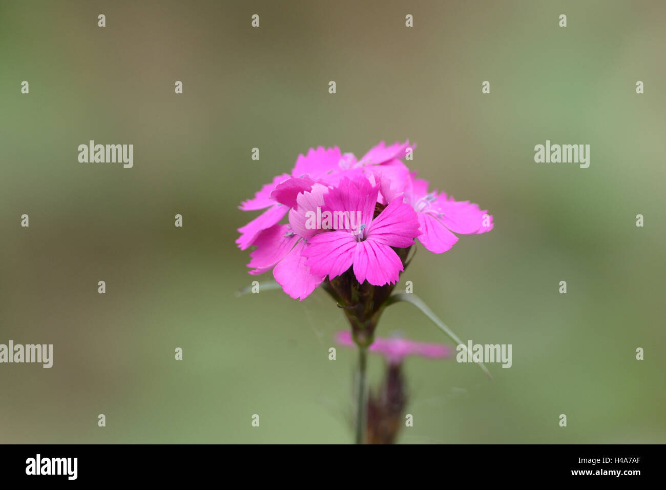 Karthäuser clove, Dianthus carthusianorum, blossom, Stock Photo
