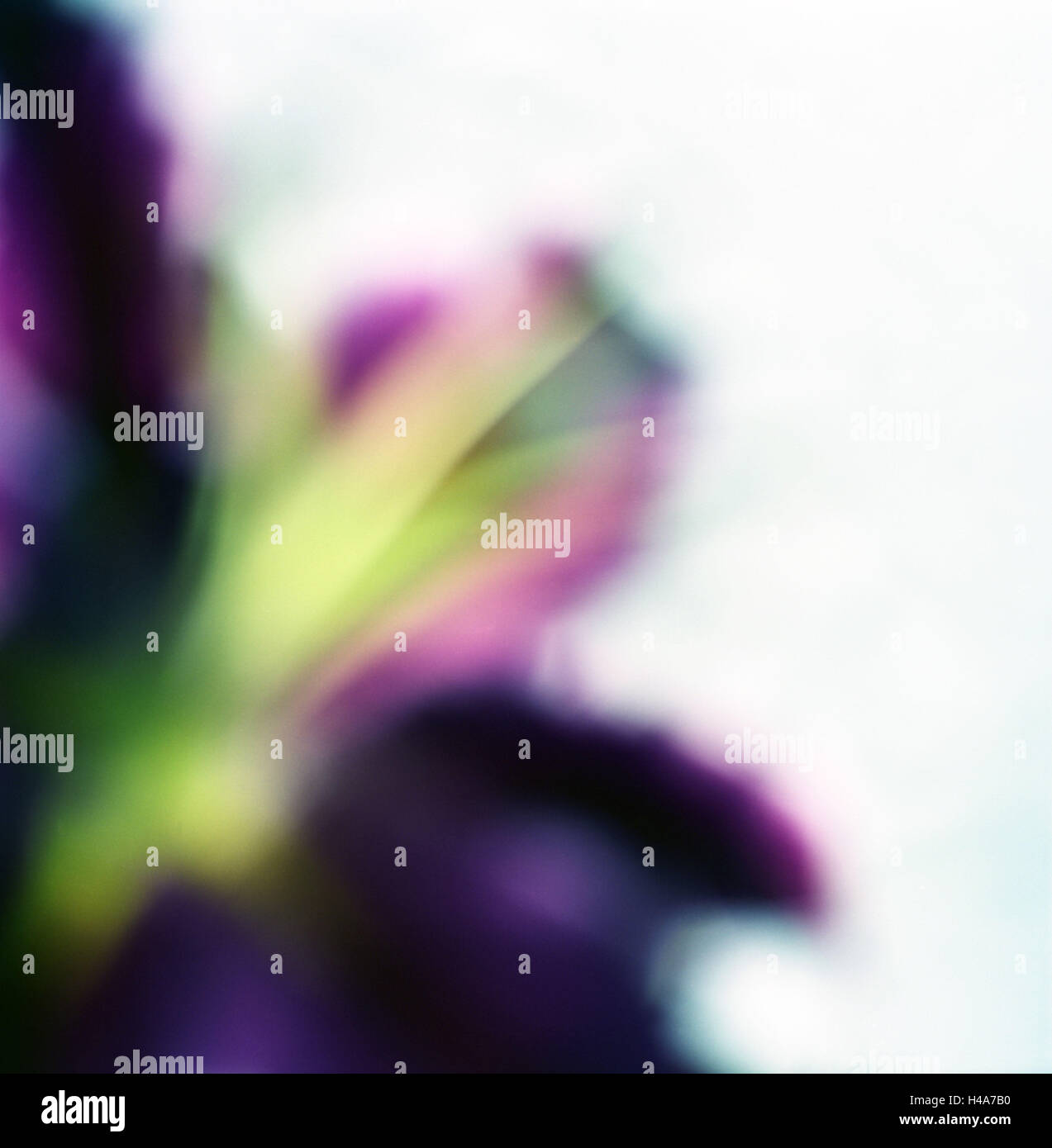 Abstraction, lily, blur, Stock Photo