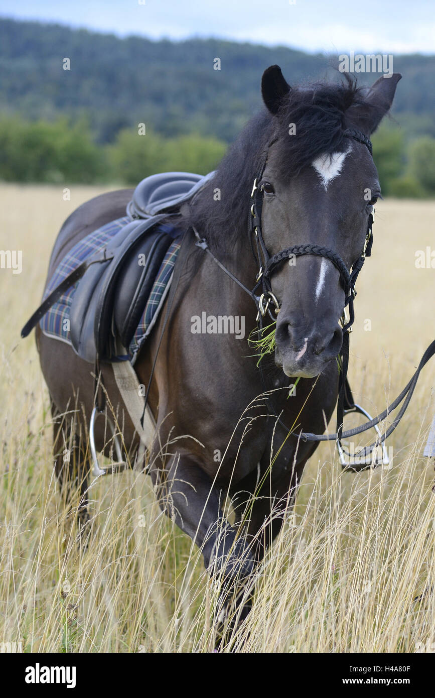 Arabo-Haflinger, black horse, meadow, stand, head-on, scenery, Stock Photo