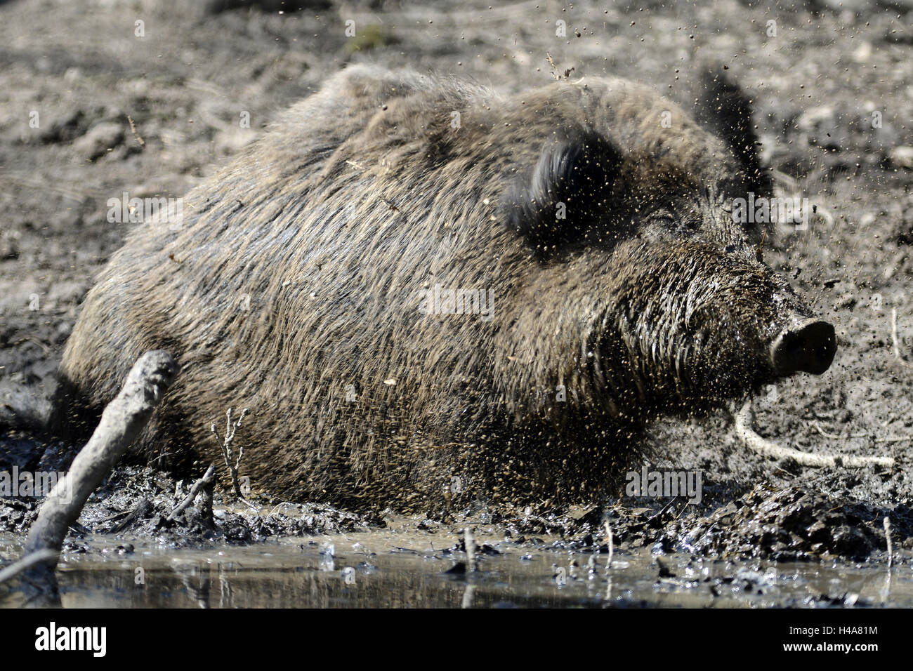 Wild boar, bathe, mush, Stock Photo