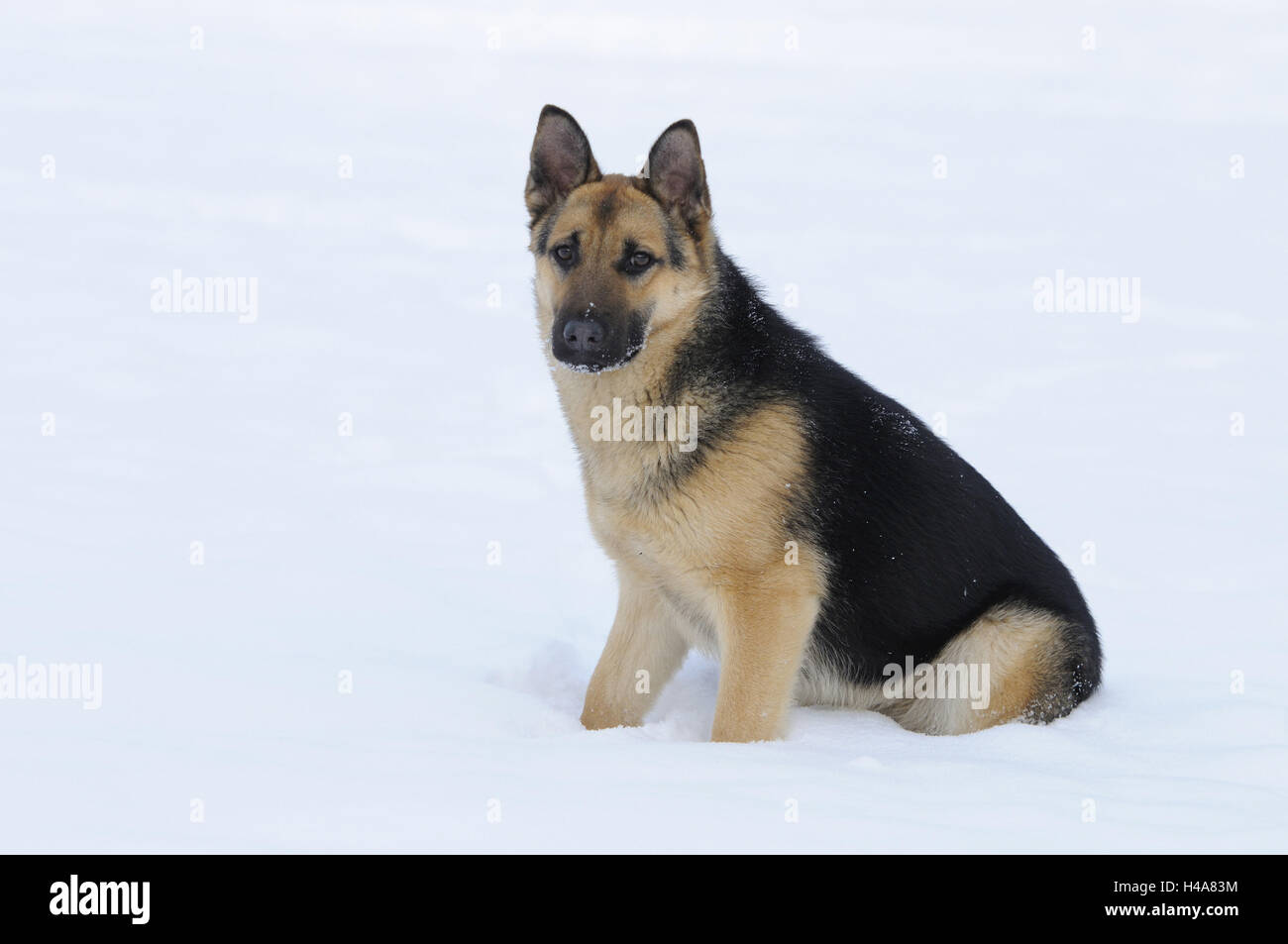 German Sheepherd Jung S Dog Snow Sit Observe Sheepdog Floor