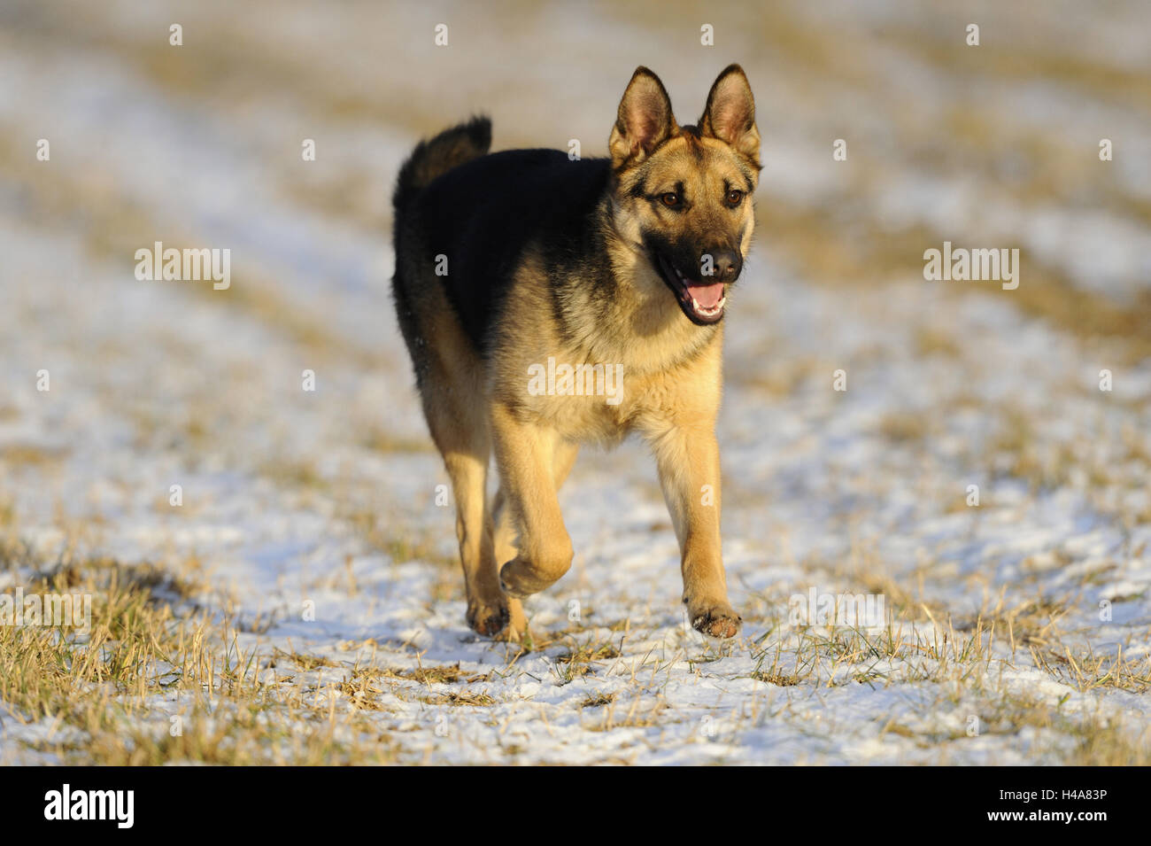 German Sheepherd Jung S Dog Run Head On Sheepdog Floor Hair