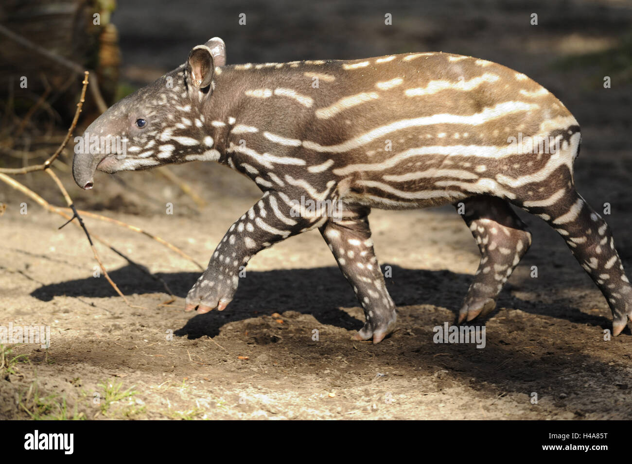 Schabrackentapir, young animal, run, tapir, animal child, young, young animal, younger generation, animal baby, uncloven-hoofed animal, mammal, wild animal, nature, animal, animal world, whole body, vertebrate, zoo, zoo animal, behaviour, carefully, fur, Schabrackentapir, young animal, run, tapir, animal child, young, young animal, younger generation, animal baby, uncloven-hoofed animal, mammal, wild animal, nature, animal, animal world, whole body, vertebrate, zoo, zoo animal, behaviour, carefully, fur,