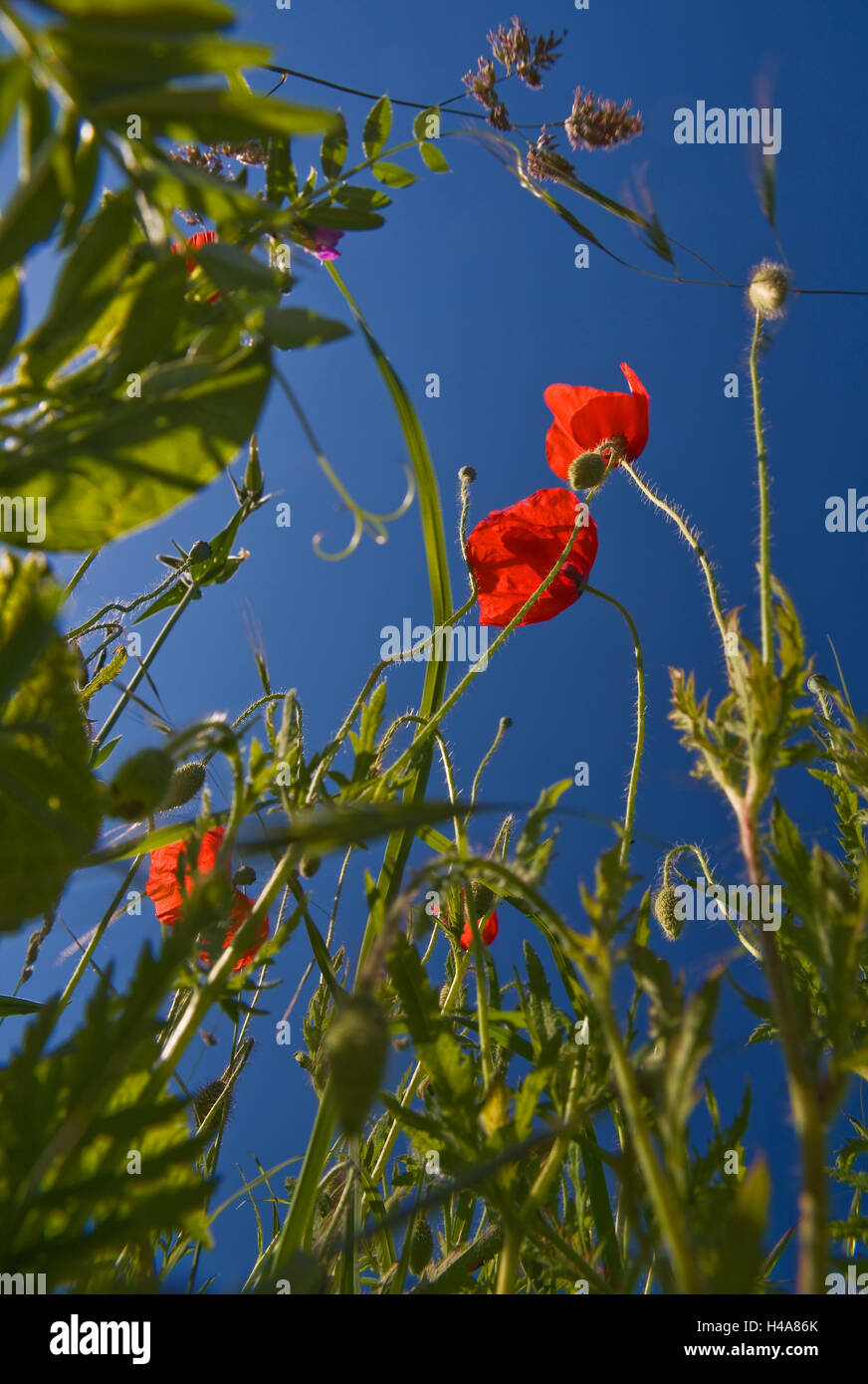 Poppy seed blossom Stock Photo Alamy