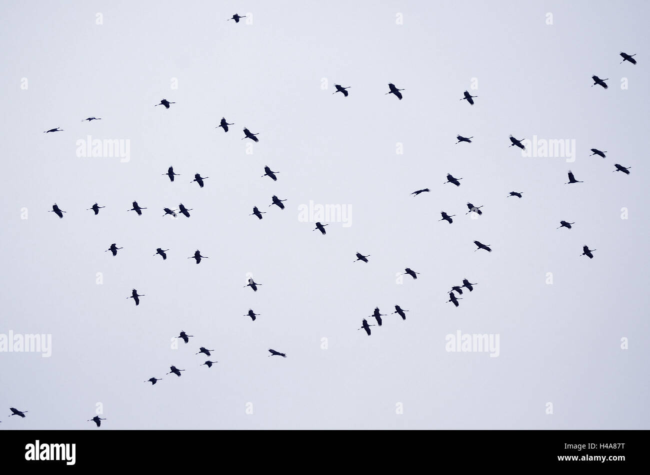 Cranes, flight, fauna, crane's birds, Gruiformes, cranes, birds passage, animals, birds, fly, heaven, grey, Stock Photo