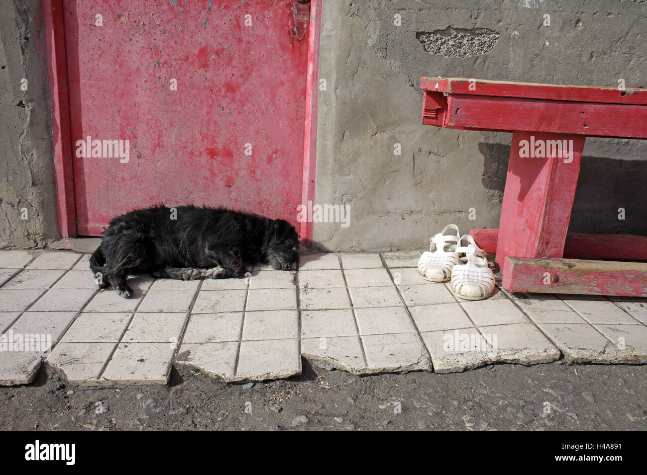 Door, closed, dog, lie, Stock Photo